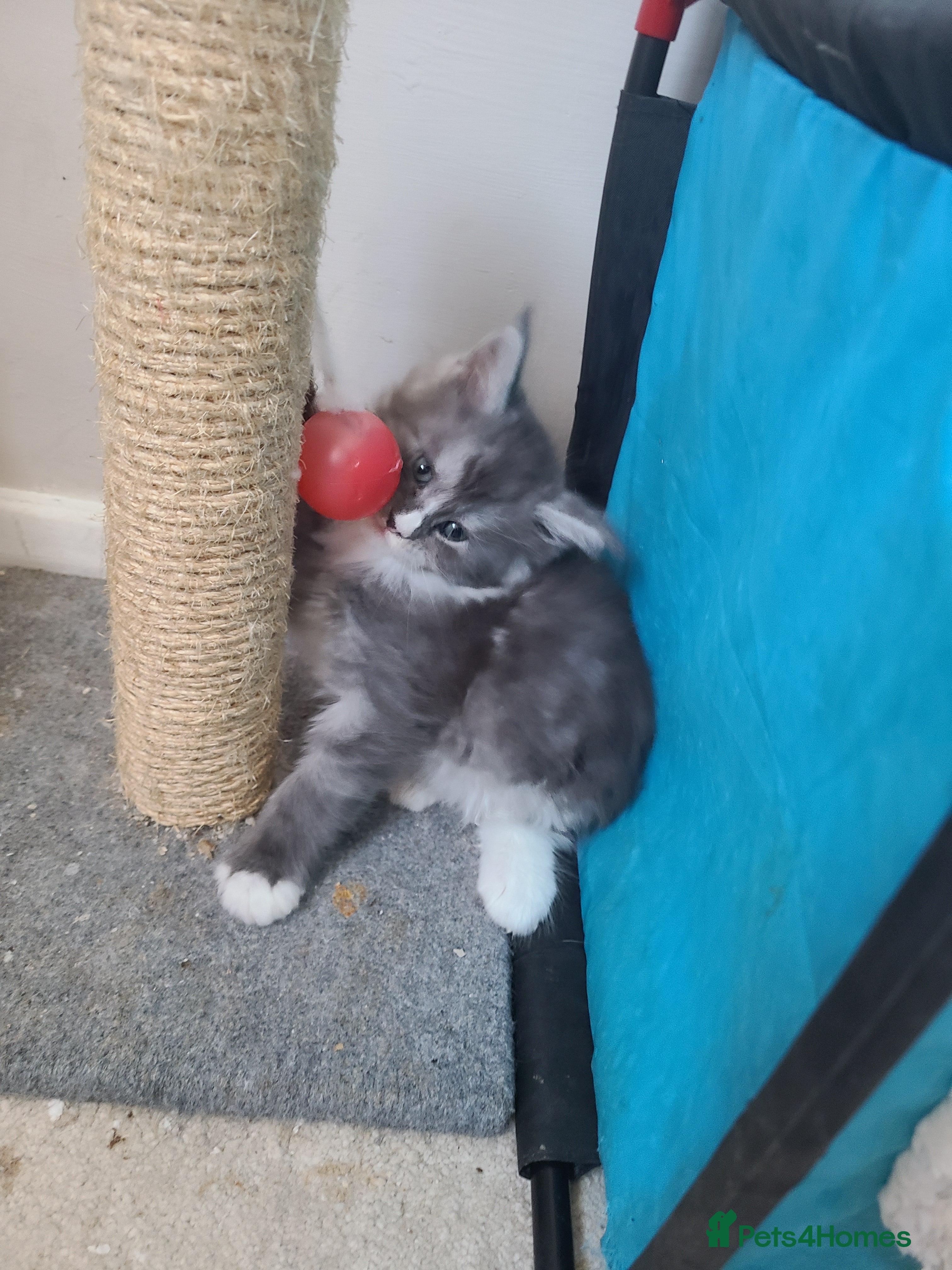 Maine Coon cats Full pedigree maine coon kittens  - Advert 2