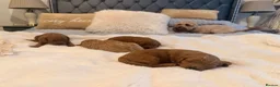 Cavapoo dogs for sale: Beautiful F1B Cavapoo Puppies  in Bradford - Advert 3