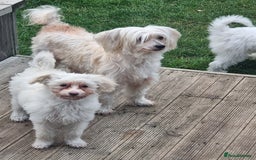 Chinese Crested dogs for sale: Chinease crested powder puff  - Image 15