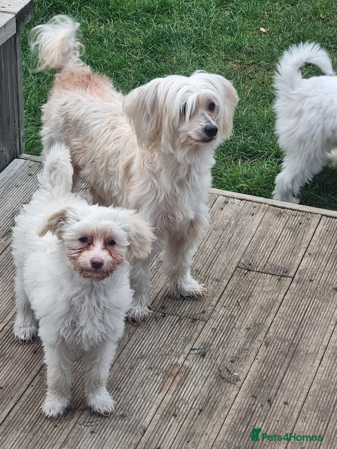 Chinese Crested dogs for sale: Chinease crested powder puff  - Image 15