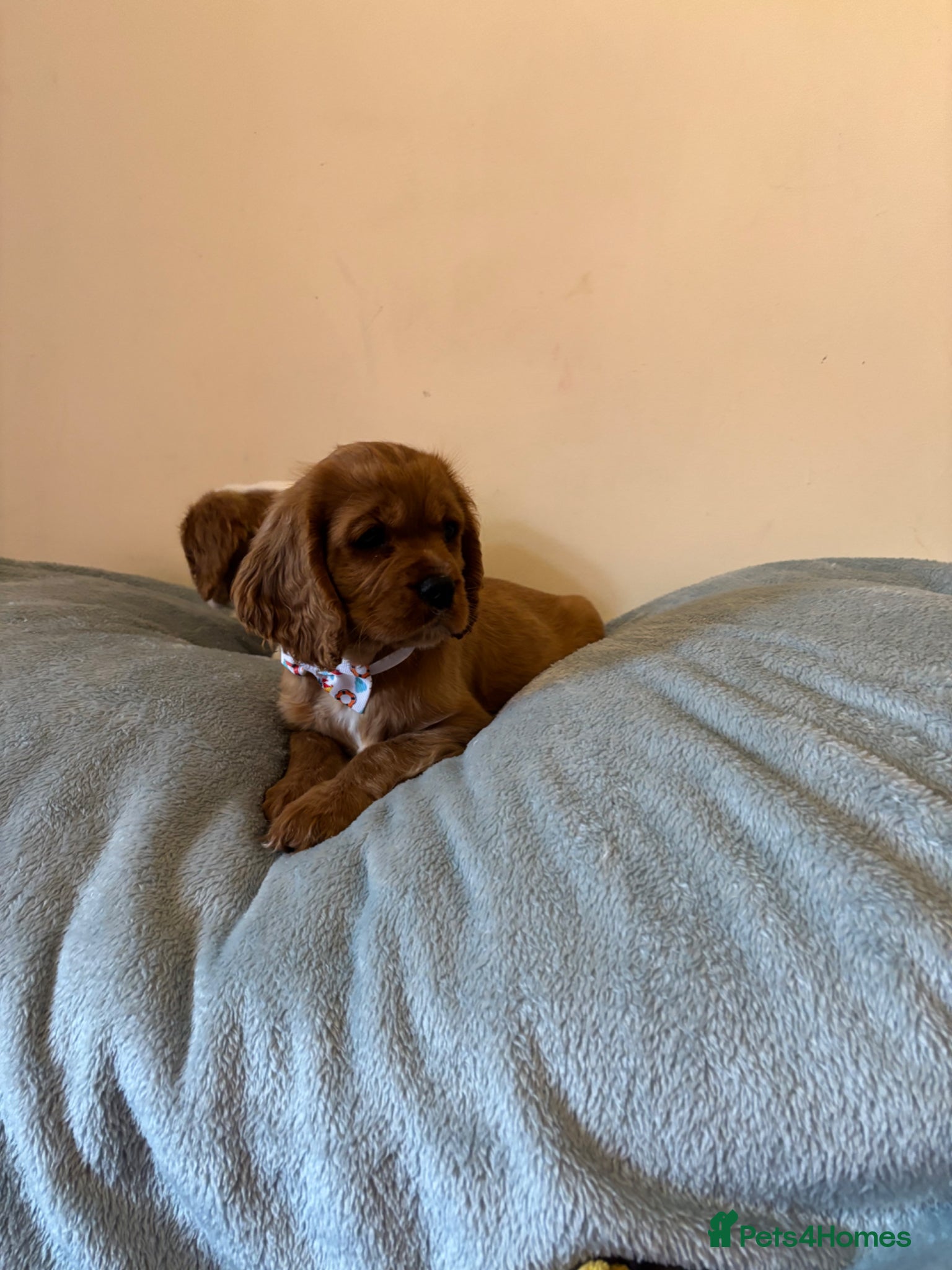 Cavalier King Charles Spaniel dogs REDUCED KC registered puppies  - Advert 1