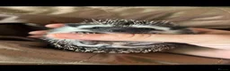 Pygmy Hedgehog rodents for sale: Two Gorgeous Hoglets for Loving Forever Homes - Advert 3