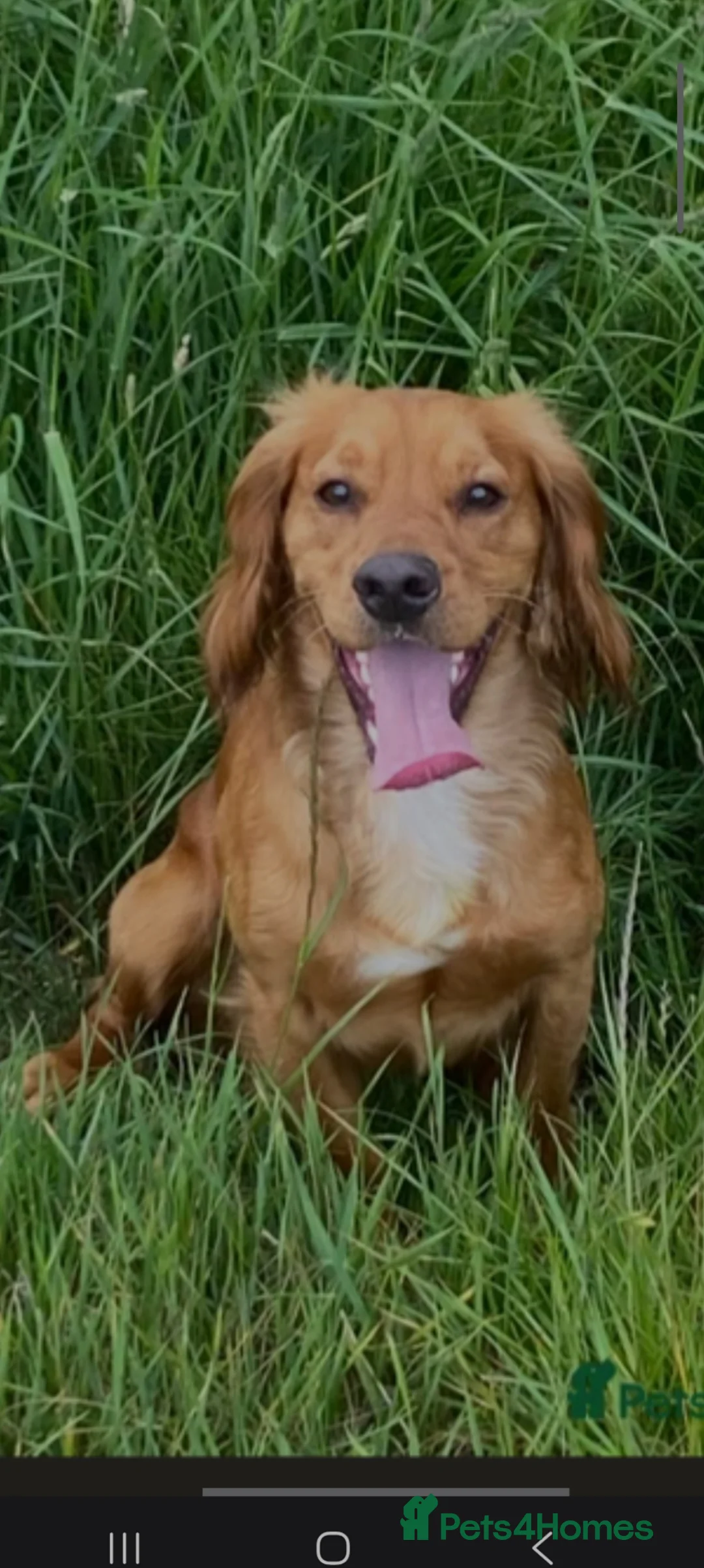 Cocker Spaniel dogs for sale: Cocker spaniel puppies - Advert 17