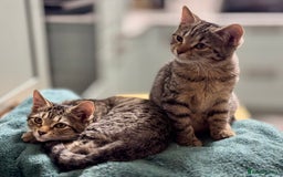 Bengal cats for sale: Incredibly friendly Bengal X Ragdoll - Advert 13