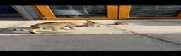 Savannah cats for sale: Savannah x Bengal kittens in Leicester - Advert 8