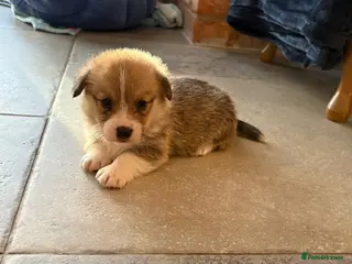 Welsh Corgi Pembroke dogs Beautiful KC Corgi Pups - Advert 5