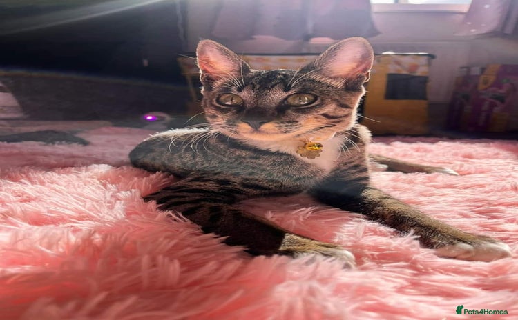 Savannah cats - Advert 9