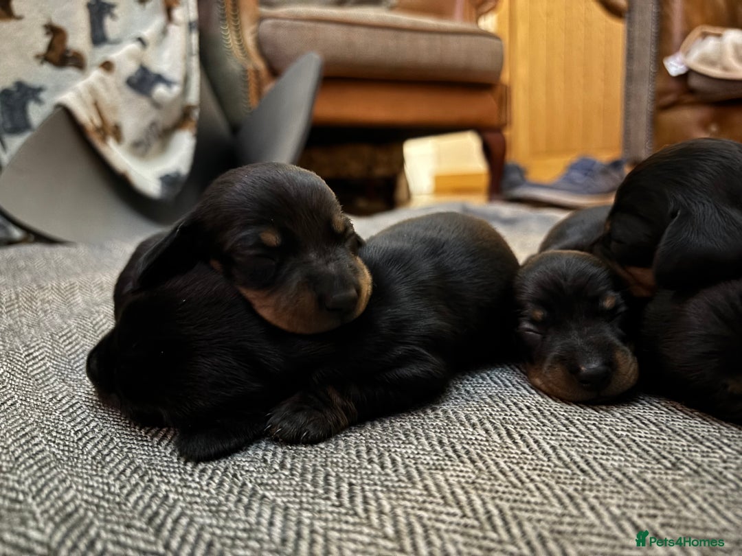 Miniature Dachshund dogs for sale: miniature Dachshund  - Advert 6