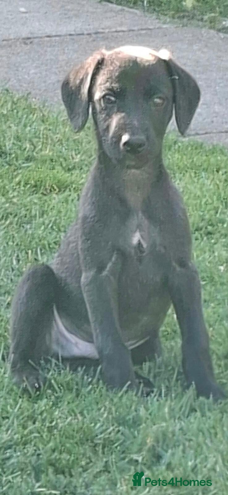 Mixed Breed dogs Beautiful Bedlington whippet puppies  - Advert 14