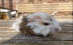 Guinea Pig rodents for sale: Abyssinian long haired  - Image 13