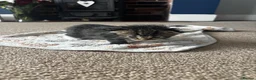British Longhair cats for sale: Stunning 4 kittens in Kidderminster - Advert 16