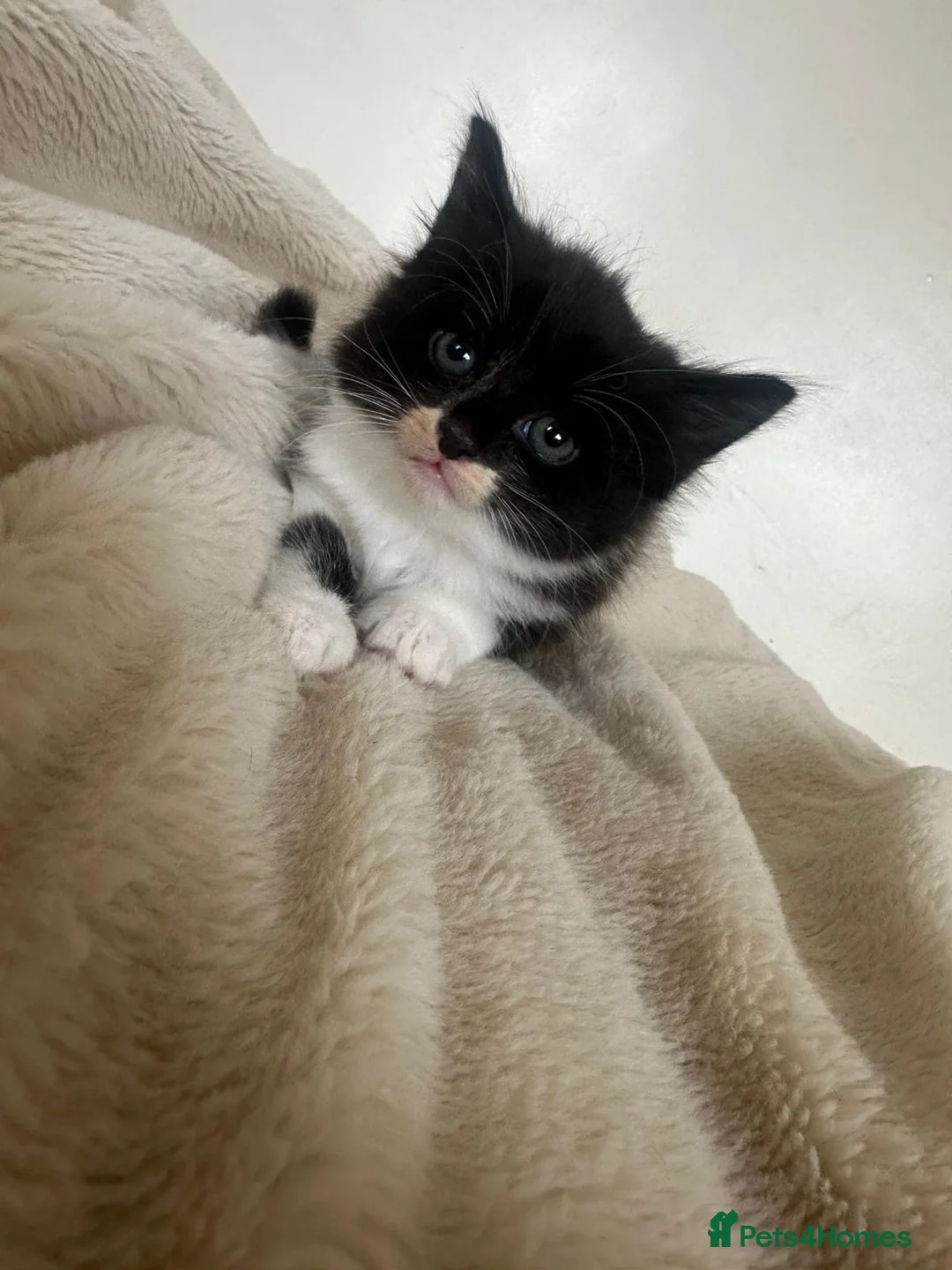 Mixed Breed cats for sale: Beautiful kittens for sale  - Advert 1