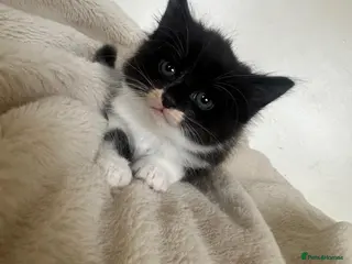 Mixed Breed cats Beautiful kittens for sale - Advert 8