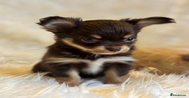 Chihuahua dogs - Advert 1