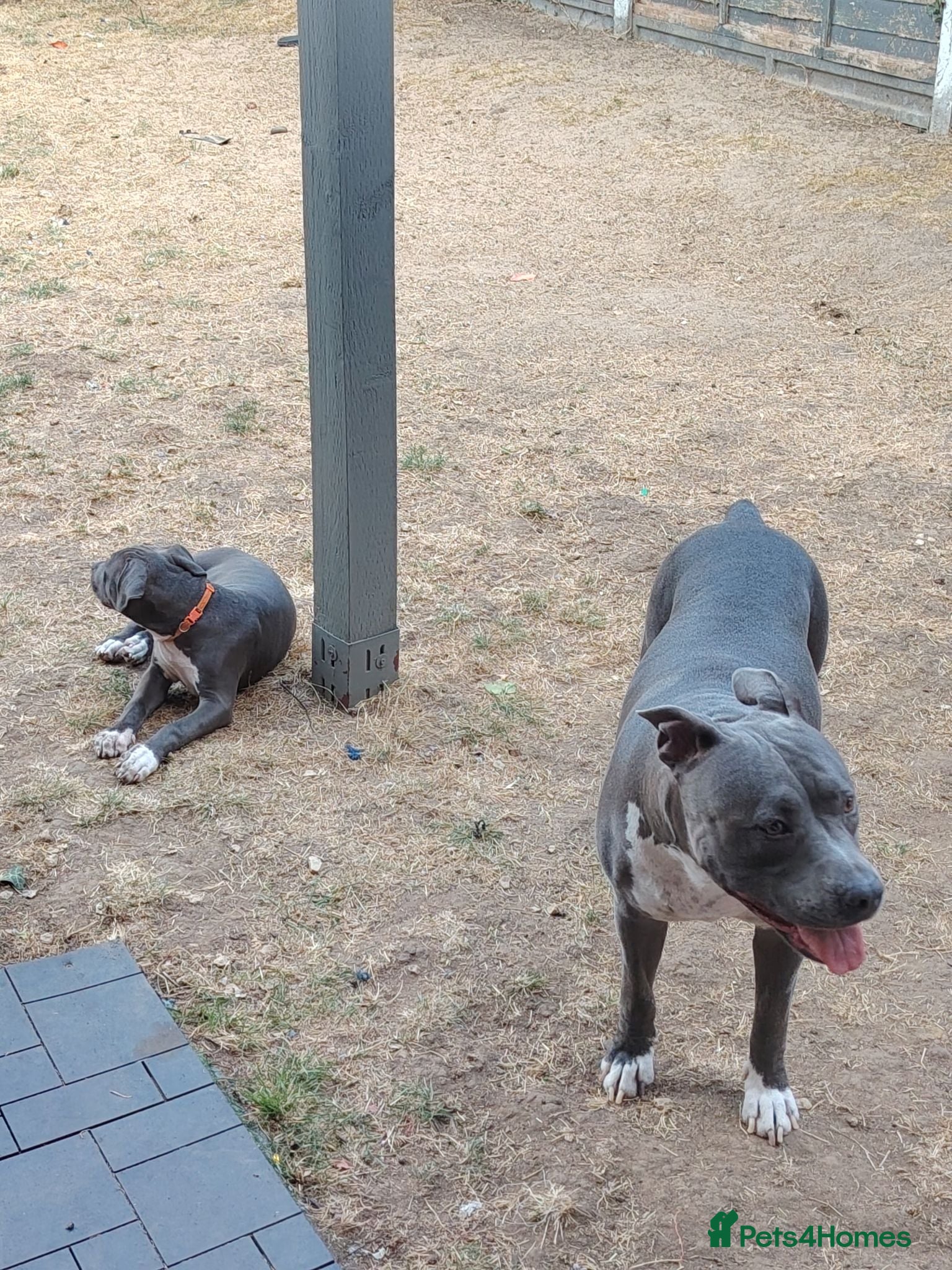 Staffordshire Bull Terrier dogs American Staffordshire terrier.ready to leave!!!  - Advert 2