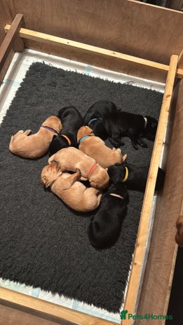 Labrador Retriever dogs - Advert 12