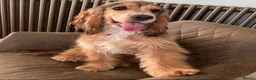 Cocker Spaniel dogs for sale: KC RegShow Type Cocker Spaniel Pups Health Tested - Advert 13