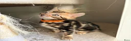 Bengal cats for sale: Only 2 Beautiful Bengal kittens Available🐾  - Advert 19