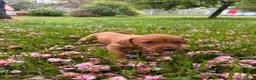 Mixed Breed dogs for sale: 8 beautiful red Vizslador puppies vizsla Labrador  in Ipswich - Advert 5