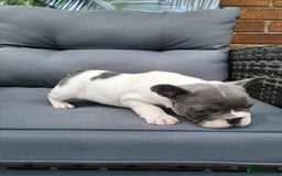 French Bulldog dogs for sale: KC Registered Frenchies ONLY 3 LEFT - Image 10