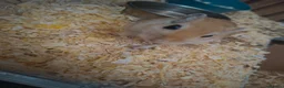Gerbil rodents for sale: 2 beautiful gerbils need a loving home asap - Advert 2