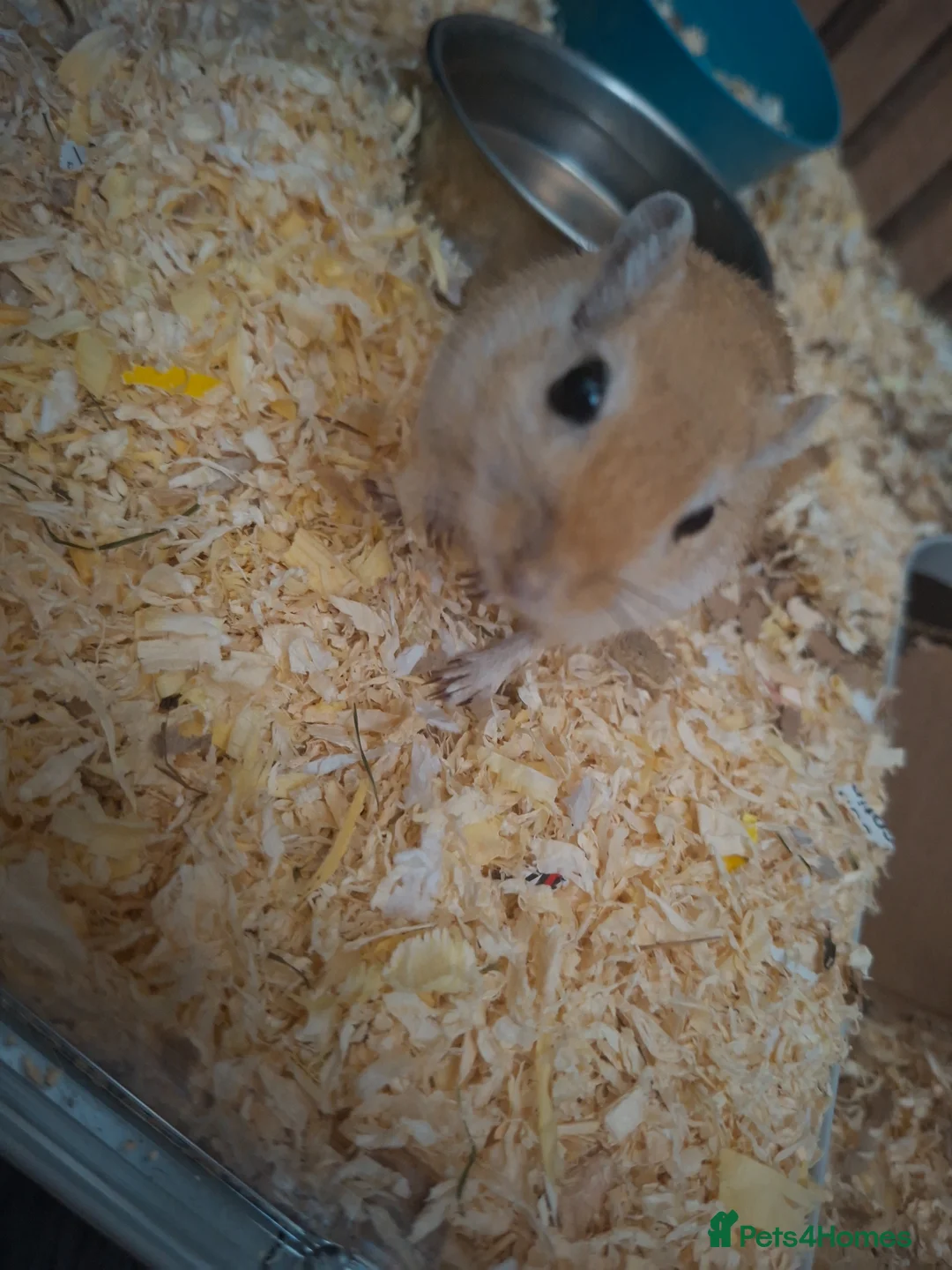 Gerbil rodents for sale: 2 beautiful gerbils need a loving home asap - Advert 2