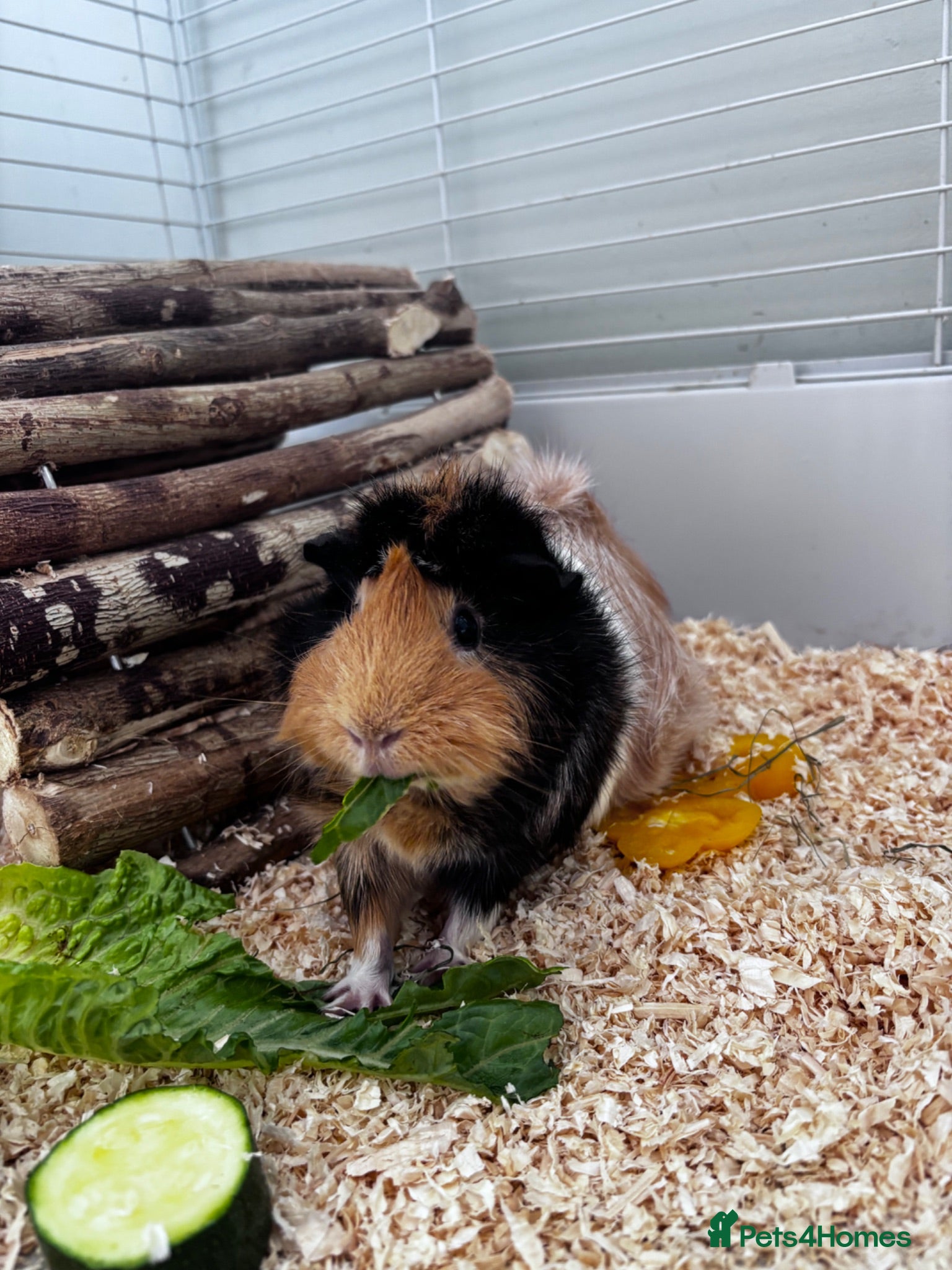 Guinea Pig rodents Two female Guinea Pigs + indoor set up - Advert 2