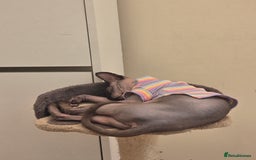Sphynx cats for sale: Female Sphynx Cat - Image 6