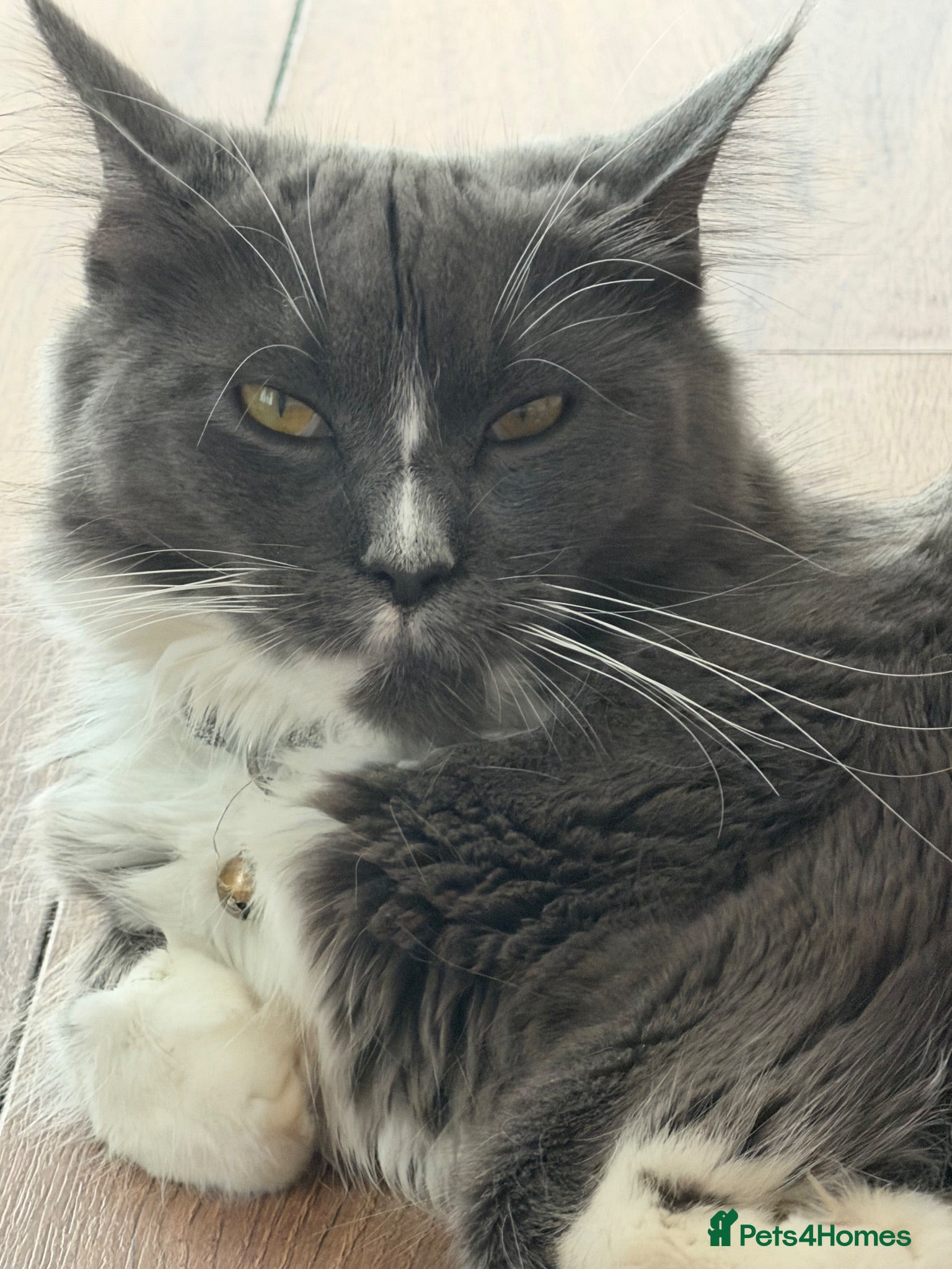 Maine Coon cats 🐾maine coon kittens - loving pet homes only🐾 - Advert 1