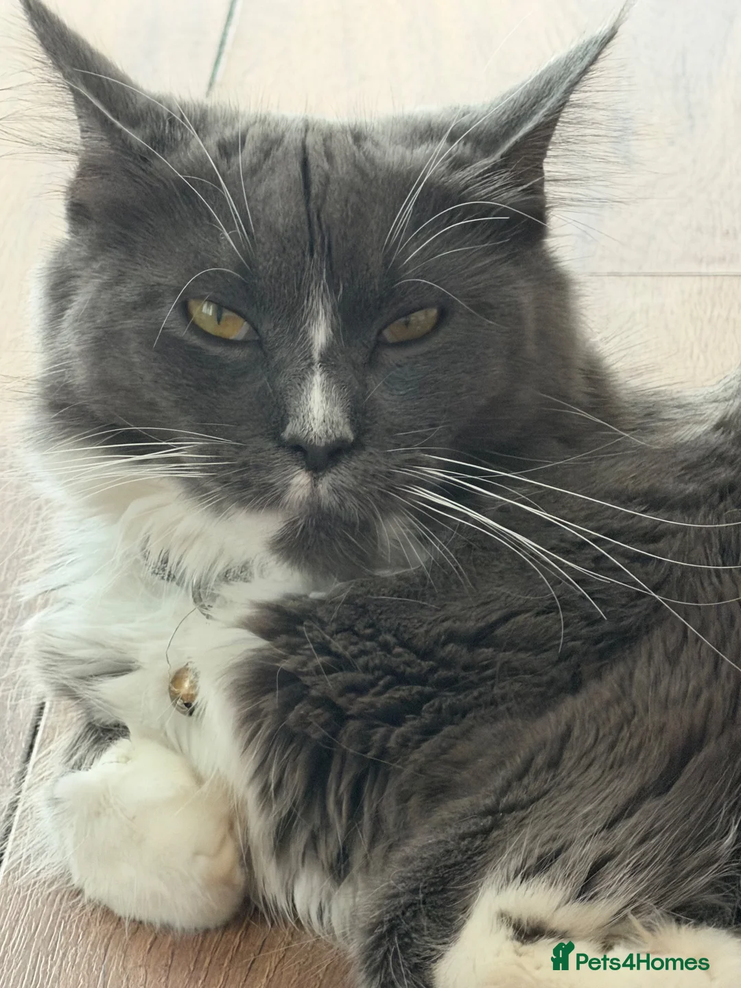 Maine Coon cats for sale: 🐾maine coon kittens - loving pet homes only🐾 - Advert 1