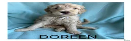 Mixed Breed dogs for sale: Multigeneration Cream/Apricot Double Labradoodles  - Advert 17