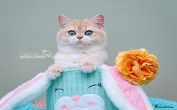 British Shorthair cats for sale: Show Quality Golden Shaded Kittens - Image 7