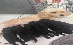 Cockapoo dogs for sale: Black cockapoo puppies  - Image 9