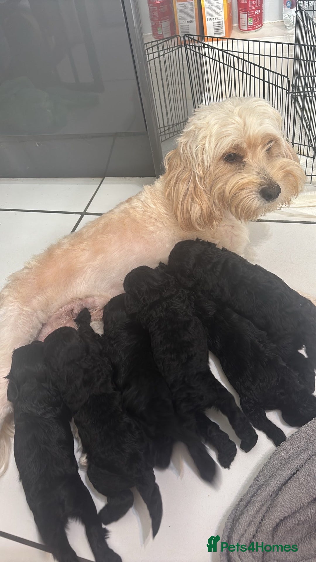 Cockapoo dogs for sale: Black cockapoo puppies  - Image 9