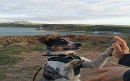 Border Collie dogs for sale: 18 month old energetic border collie - Image 7