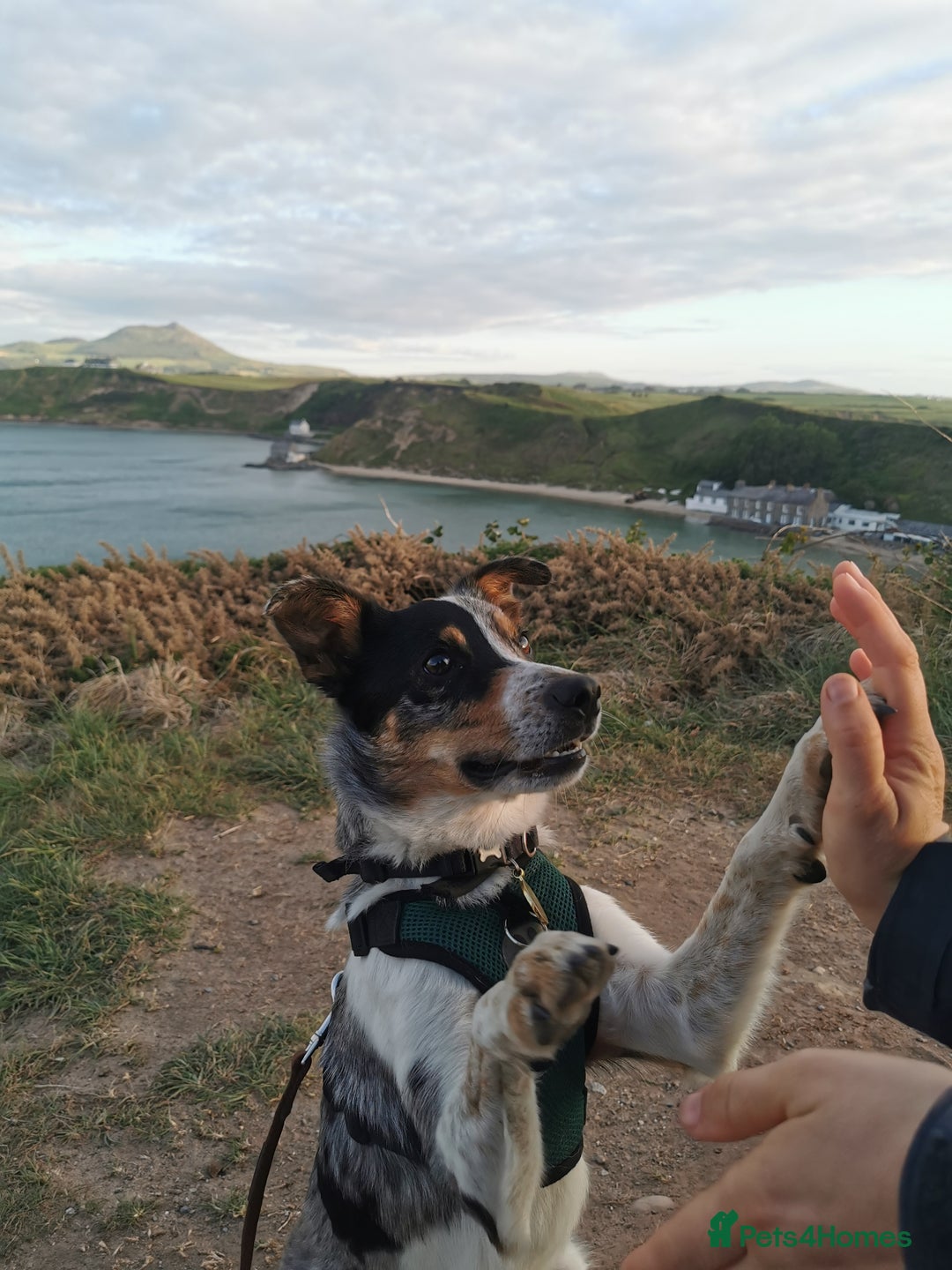 Border Collie dogs for sale: 18 month old energetic border collie - Image 7