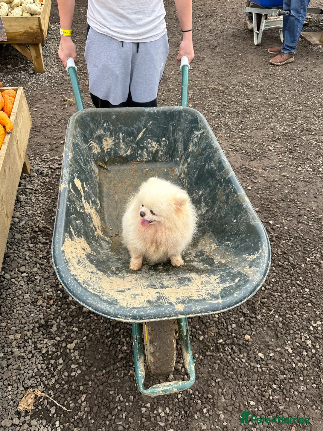 Pomeranian dogs for stud: Kc pure white 1.2 kg Pomeranian stud in Reigate - Advert 19