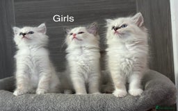 Ragdoll cats for sale: Attention🎈Rare Kitten  - Image 24