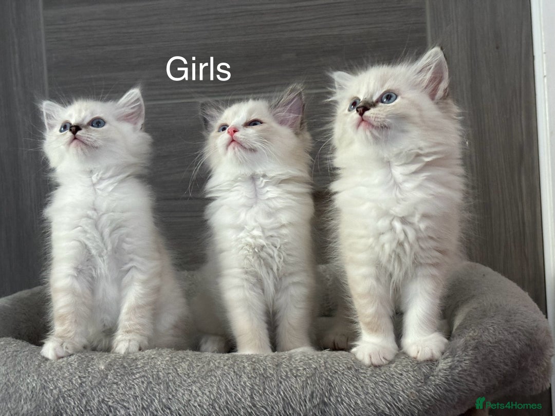 Ragdoll cats for sale: Attention🎈Rare Kitten  - Image 24