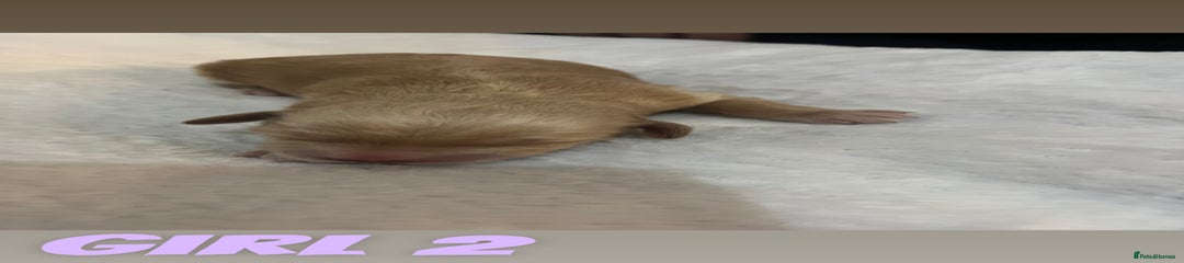 Cockapoo Puppy 4