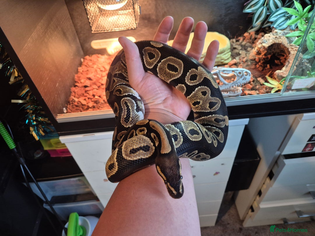 Python Snake reptiles for sale: Royal Python + FULL setup - Advert 2