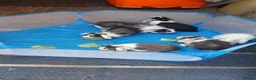 Mini Lop rabbits for sale: Baby rabbits  - Advert 9