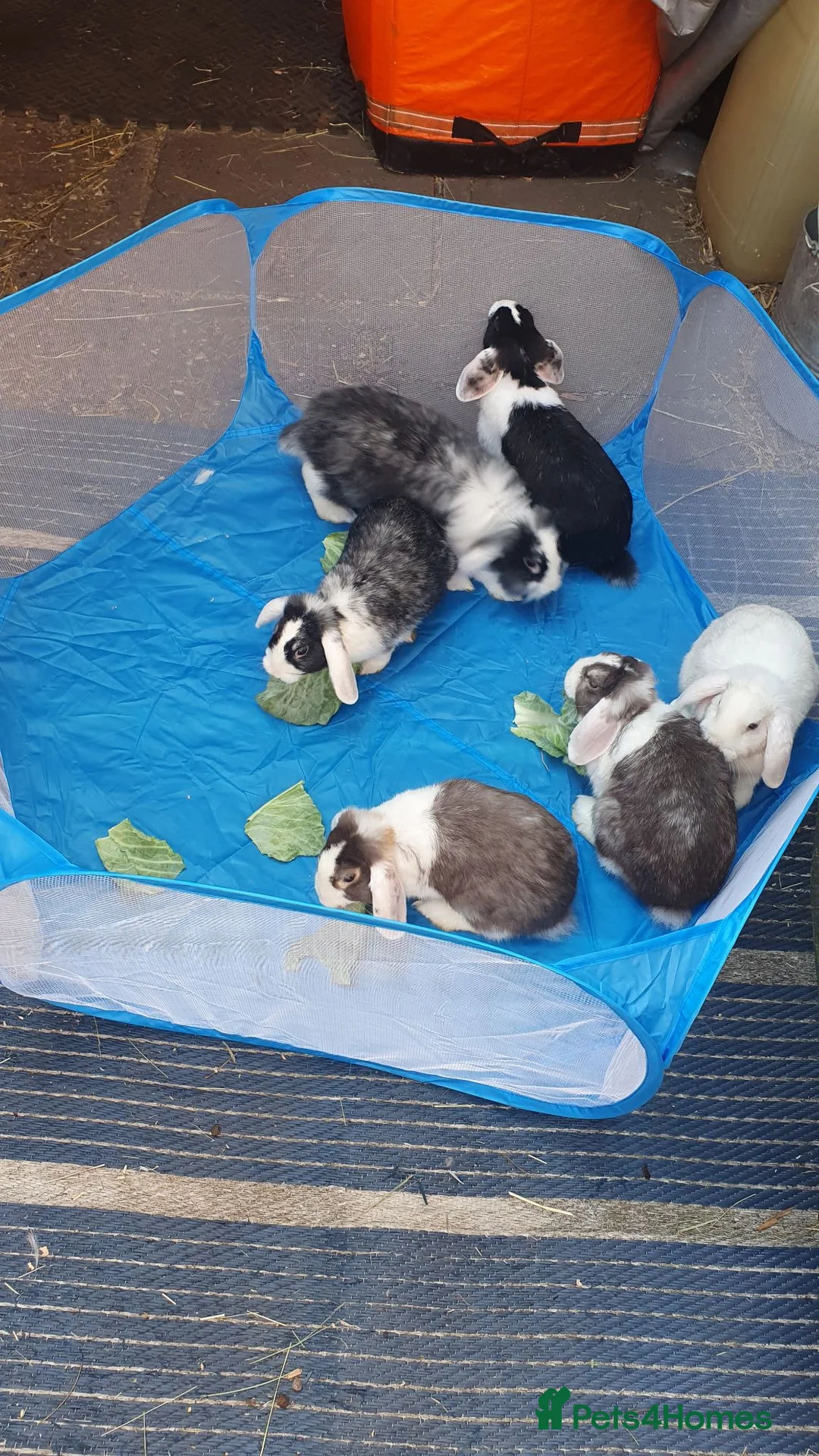 Mini Lop rabbits for sale: Baby rabbits  - Advert 9