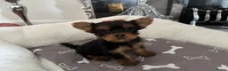 Yorkshire Terrier dogs for sale: Adorable Yorkshire Terrier Puppies 8 girls&1 boy.  - Advert 9