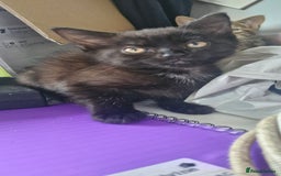 Mixed Breed cats for sale: 🐾✨️Fluffy Tabby and Littermates - Image 3
