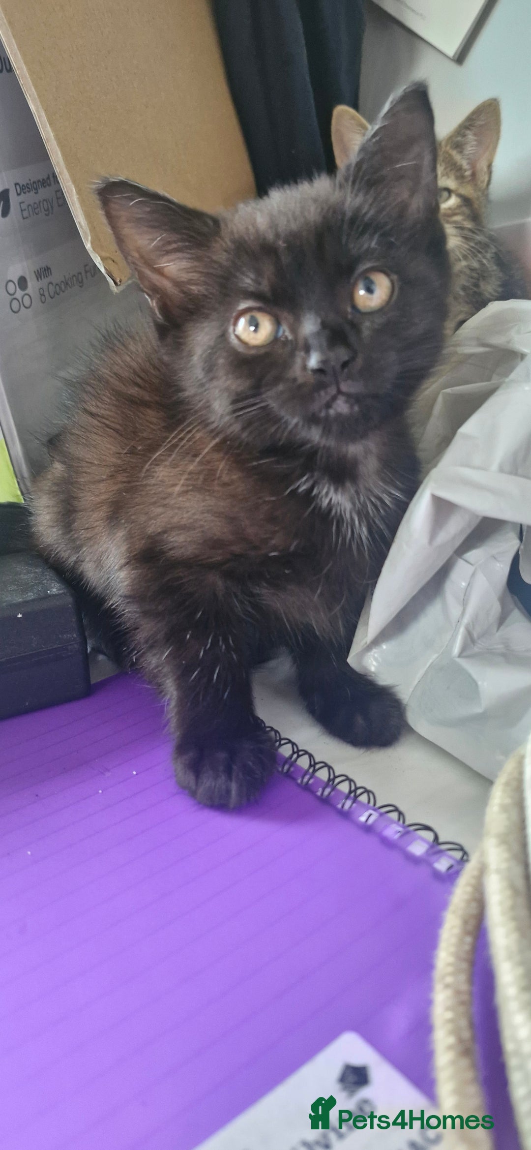 Mixed Breed cats for sale: 🐾✨️Fluffy Tabby and Littermates - Image 3