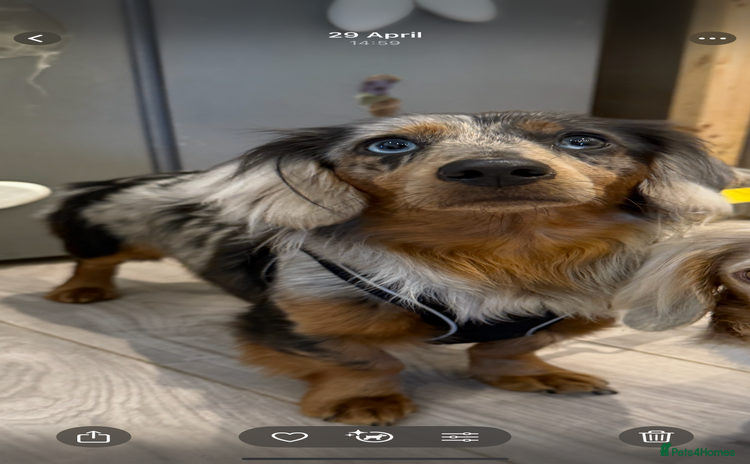 Miniature Dachshund dogs - Advert 1