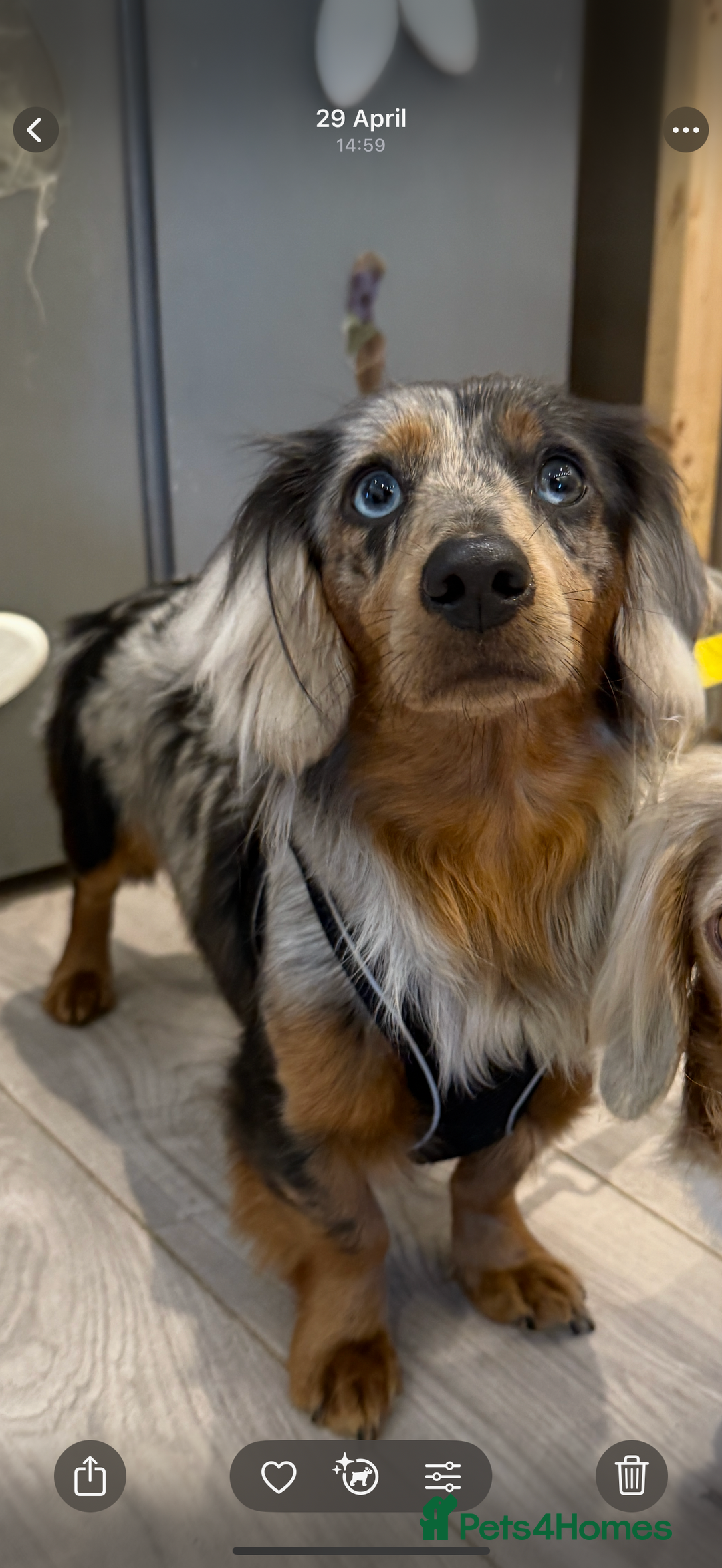 Miniature Dachshund dogs for sale: Longhaired miniature dachshund’s  - Image 1