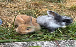 Mini Lop rabbits for sale: Mini Lop Boys(13w), Doug&Derek need a forever home - Image 1