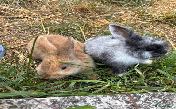Mini Lop rabbits - Advert 3